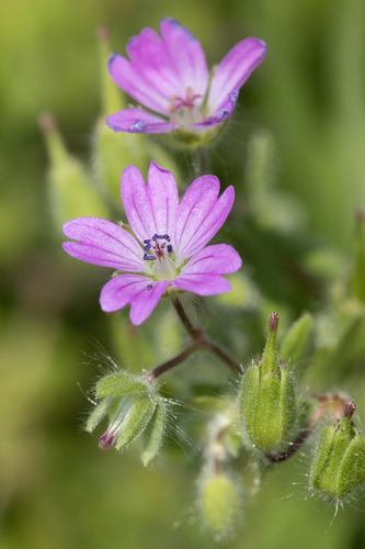 Dove's-foot crane's-bill