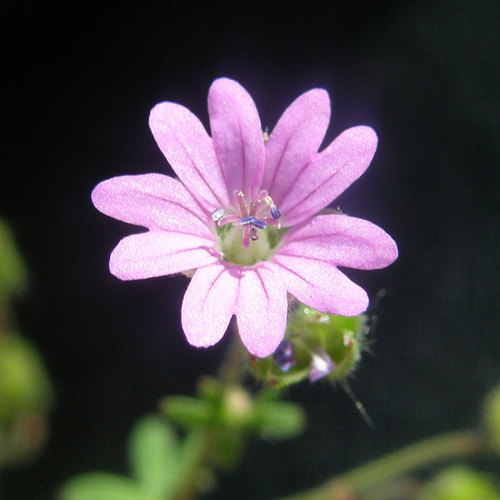 Dove's-foot crane's-bill