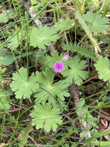 Dove's-foot crane's-bill