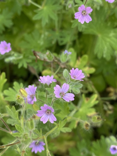 Dove's-foot crane's-bill
