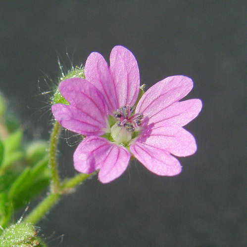 Dove's-foot crane's-bill