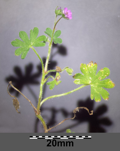 Dove's-foot crane's-bill