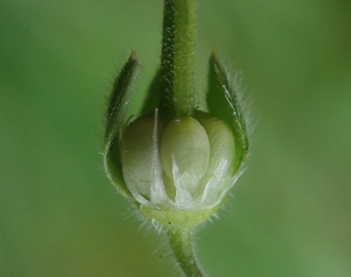 Dove's-foot crane's-bill