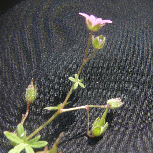 Dove's-foot crane's-bill