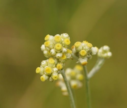 Jersey Cudweed