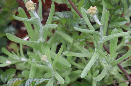 Jersey Cudweed