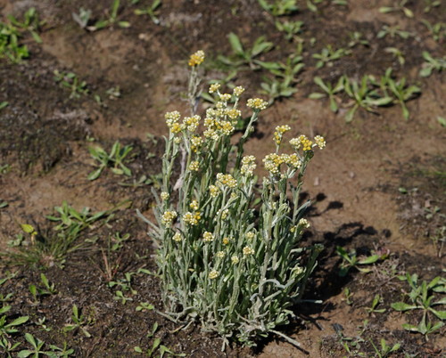 Jersey Cudweed