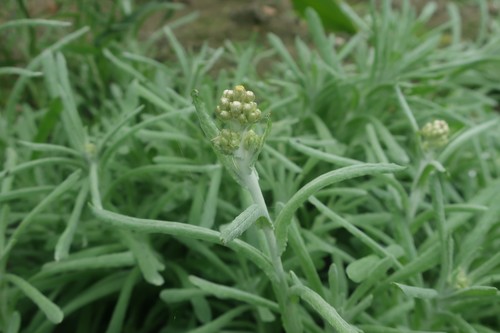 Jersey Cudweed