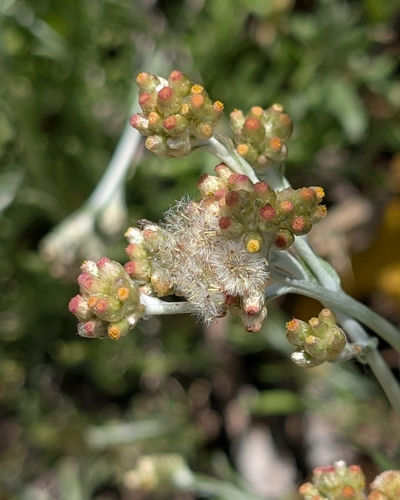 Jersey Cudweed