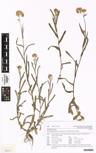 Jersey Cudweed