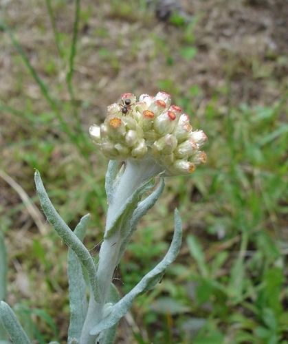 Jersey Cudweed