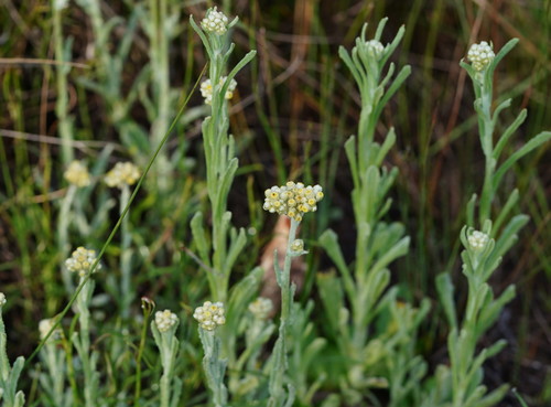 Jersey Cudweed