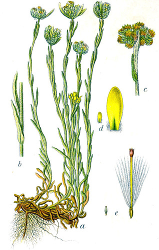 Jersey Cudweed