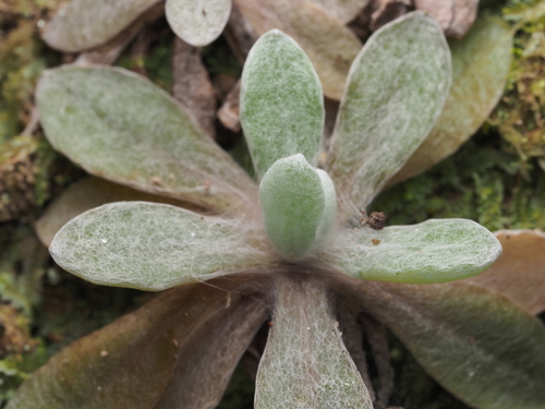 Jersey Cudweed