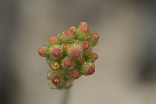 Jersey Cudweed