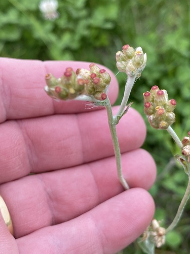 Jersey Cudweed