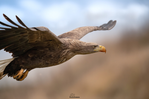 White-tailed Eagle