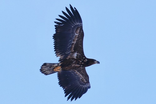White-tailed Eagle