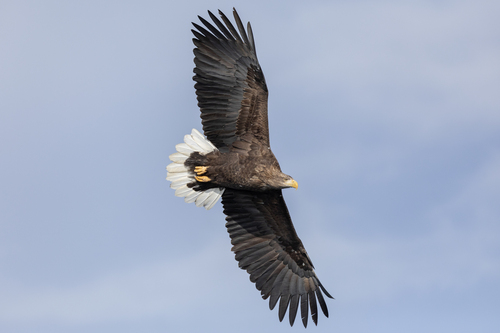 White-tailed Eagle