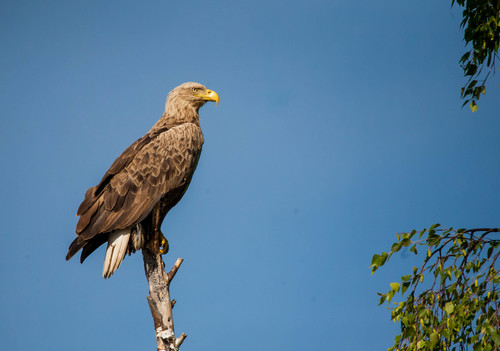 White-tailed Eagle