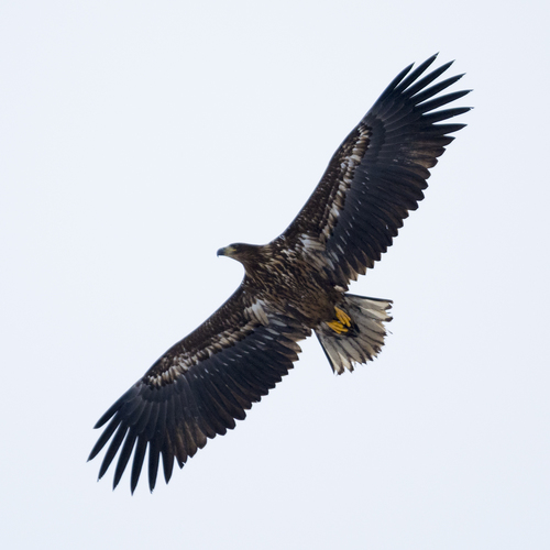 White-tailed Eagle