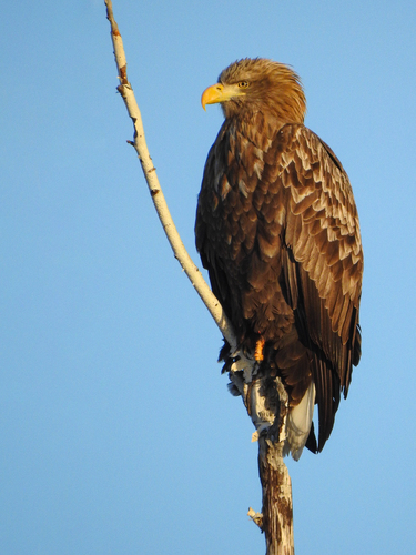 White-tailed Eagle