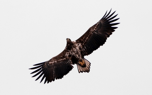 White-tailed Eagle