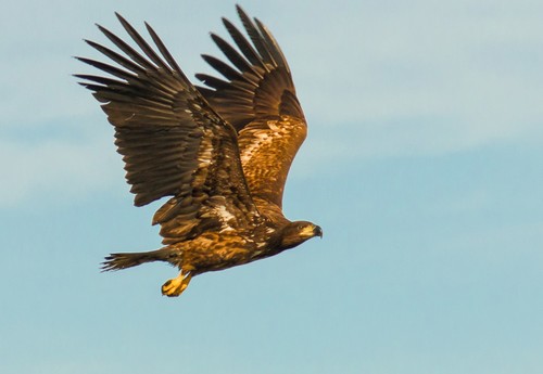 White-tailed Eagle