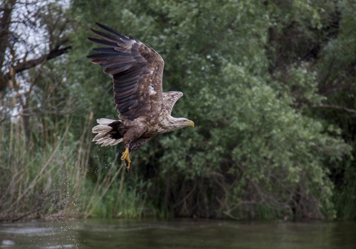 White-tailed Eagle