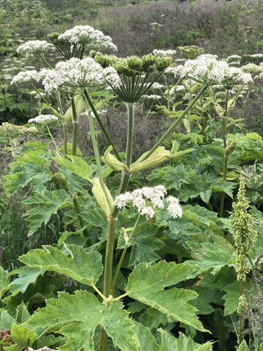 common cowparsnip