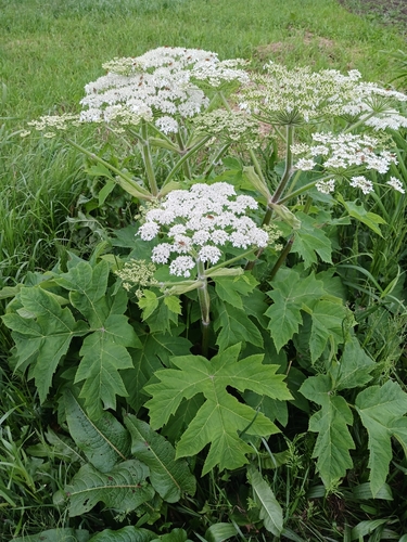 common cowparsnip