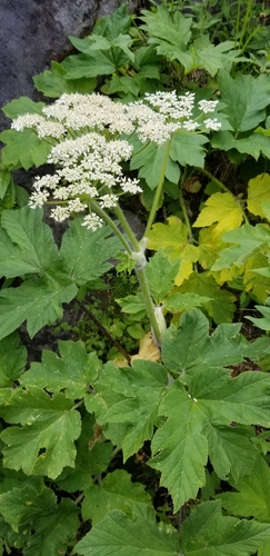 common cowparsnip