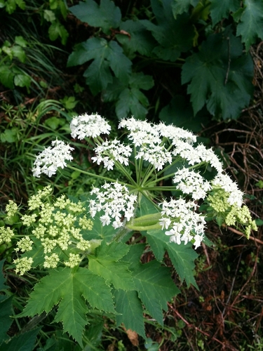 common cowparsnip