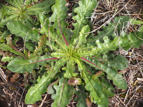 Common Cat's-ear