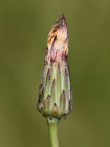 Common Cat's-ear