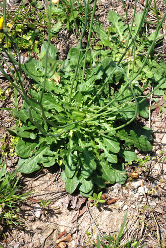 Common Cat's-ear