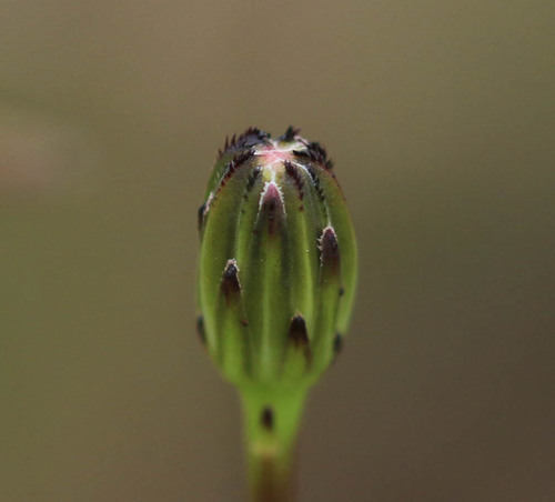 Common Cat's-ear