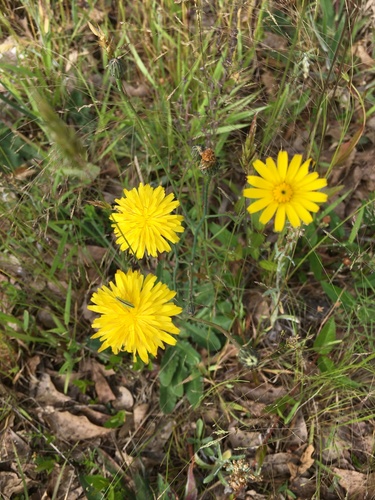 Common Cat's-ear