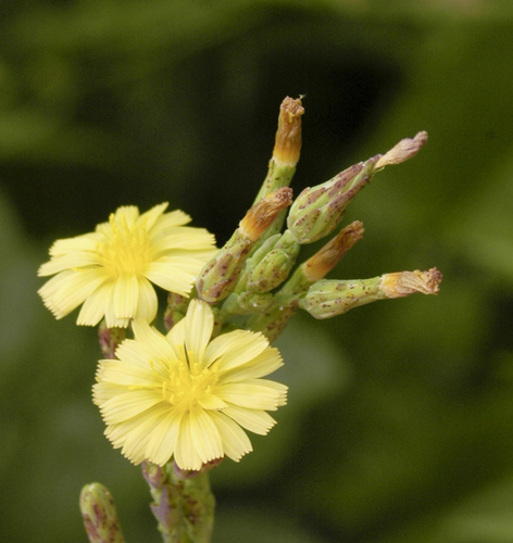 prickly lettuce