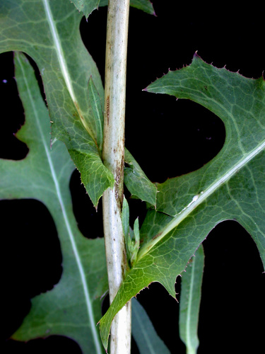 prickly lettuce