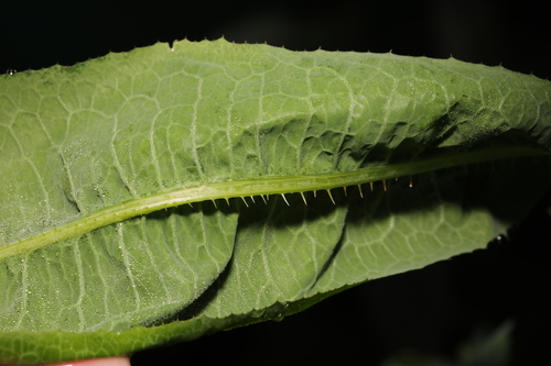 prickly lettuce