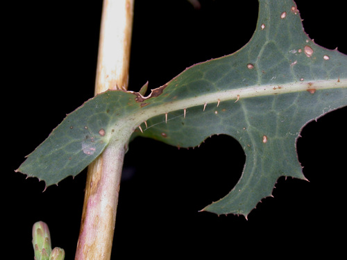 prickly lettuce
