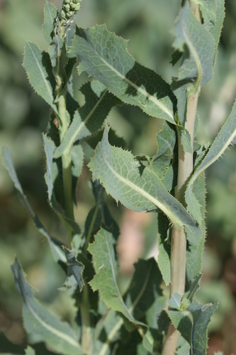 prickly lettuce
