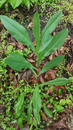 prickly lettuce