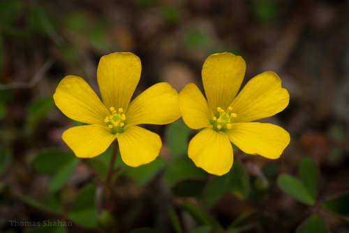 Creeping Woodsorrel