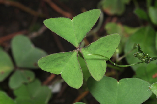 Creeping Woodsorrel