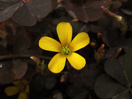 Creeping Woodsorrel
