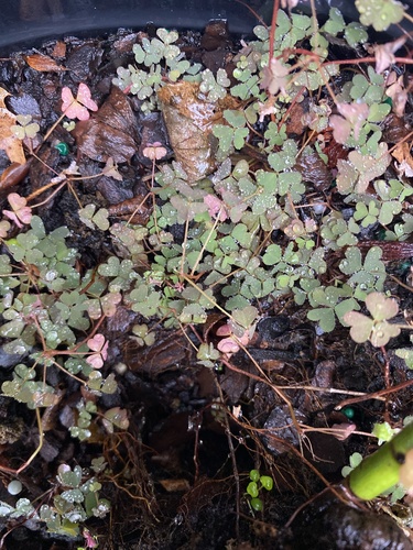 Creeping Woodsorrel