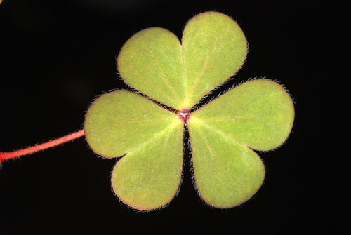 Creeping Woodsorrel