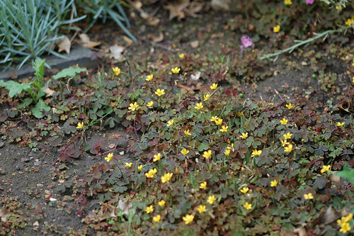 Creeping Woodsorrel